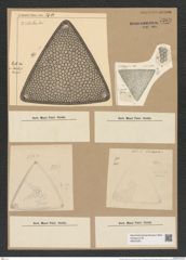 Triceratium affine Grun. (de-Toni-Nr.: Genus 140, Species 3754) Zeichnungen Sammlung Grunow Nr. 7269 (NHMW-BOT-W0376281)
